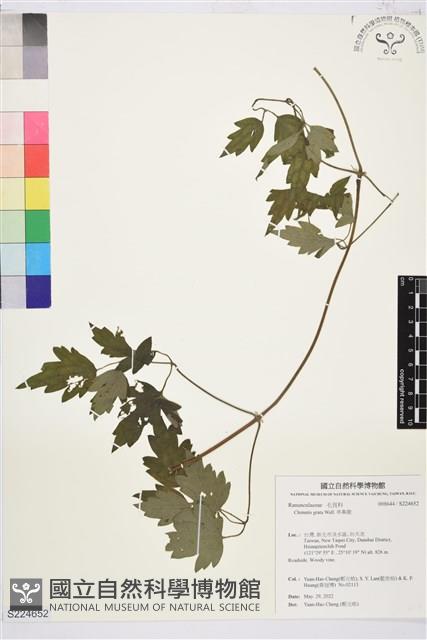 串鼻龍藏品圖，第1張