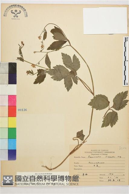 水辣菜、禺毛茛藏品圖，第1張