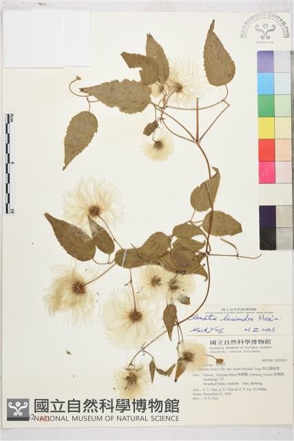 小木通藏品圖，第1張