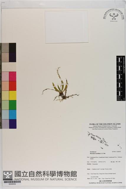 Accession Number:S200052 Collection Image