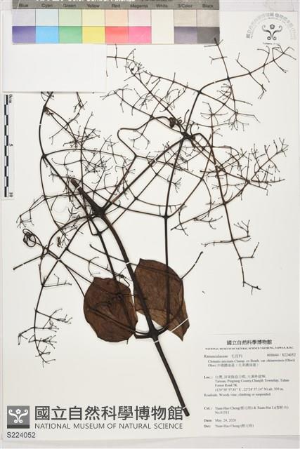 沖繩鐵線蓮（毛果鐵線蓮）藏品圖，第1張