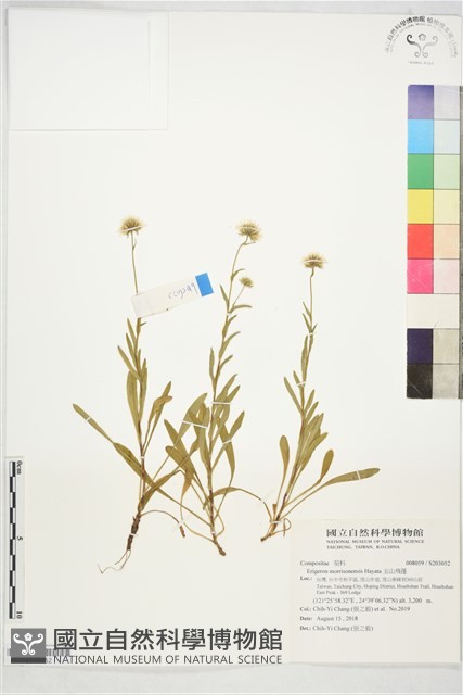 玉山飛蓬藏品圖，第1張