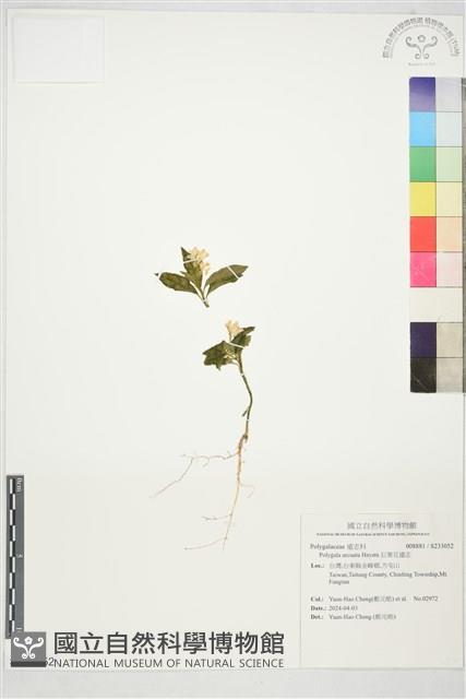 巨葉花遠志藏品圖，第1張