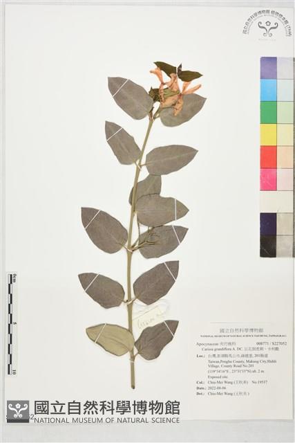 巨花假虎刺、卡利撒藏品圖，第1張