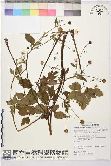 水辣菜、禺毛茛藏品圖，第1張