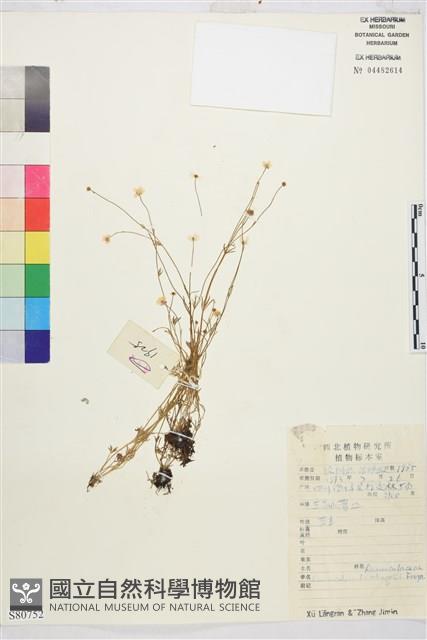 烏足毛茛藏品圖，第1張