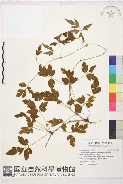 繡球藤藏品圖，第1張