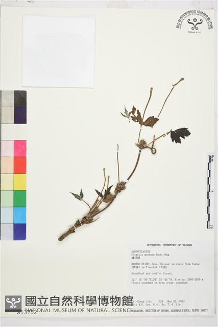 繡球藤藏品圖，第1張