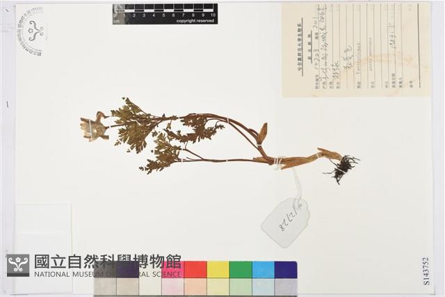 側金盞藏品圖，第1張