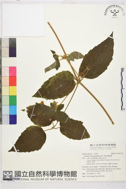 銹毛鐵線蓮藏品圖，第1張