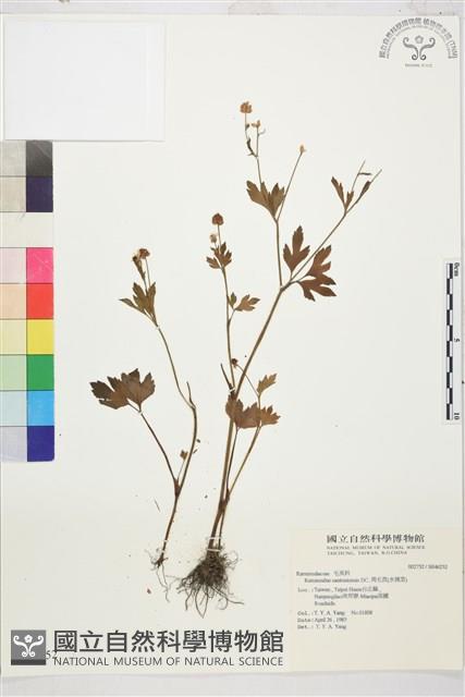 水辣菜、禺毛茛藏品圖，第1張