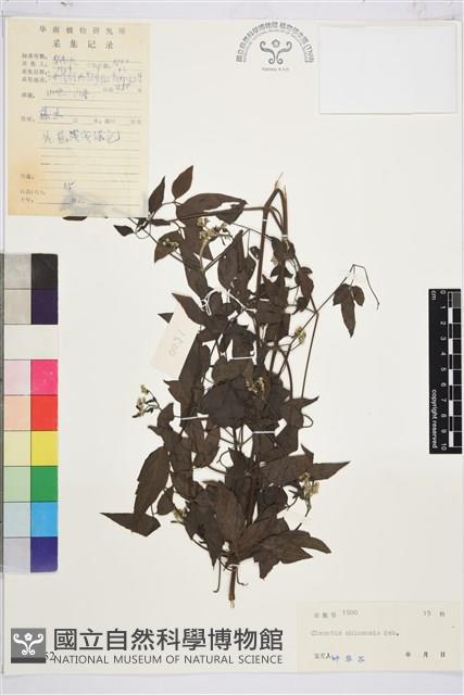 威靈仙藏品圖，第1張