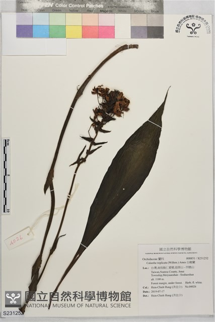白鶴蘭藏品圖，第1張