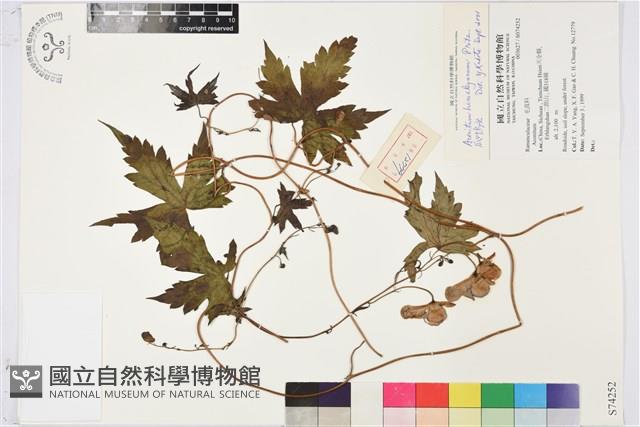 瓜葉烏頭藏品圖，第1張