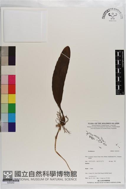 登錄號:S203252藏品圖，第1張