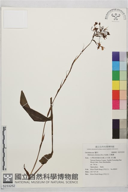 白鳳蘭藏品圖，第1張