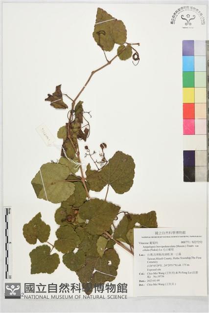 毛山葡萄藏品圖，第1張