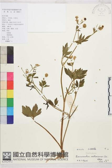 水辣菜、禺毛茛藏品圖，第1張