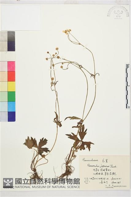 毛茛藏品圖，第1張