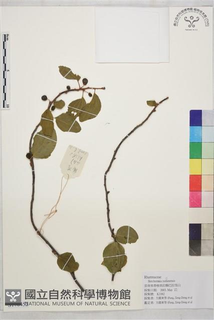 雲南勾兒茶藏品圖，第1張