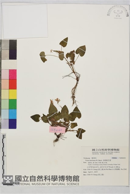 長梗紫花菜藏品圖，第1張