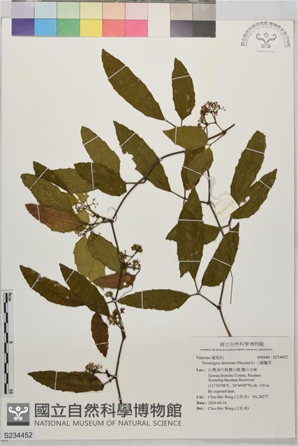 三腳虌草藏品圖，第1張