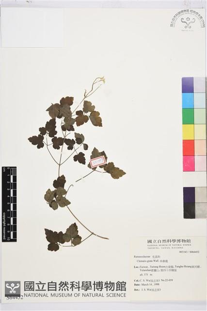 串鼻龍藏品圖，第1張