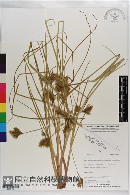 登錄號:S203452藏品圖，第1張