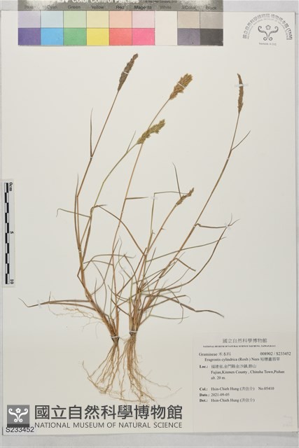 短穗畫眉草藏品圖，第1張