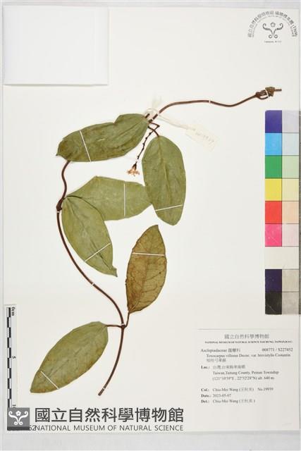 短柱弓果藤藏品圖，第1張