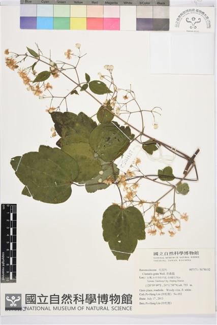 串鼻龍藏品圖，第1張