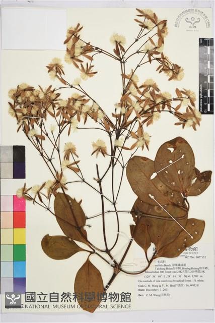 厚葉鐵線蓮藏品圖，第2張