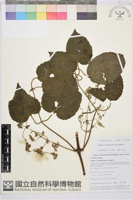 毛木通藏品圖，第1張