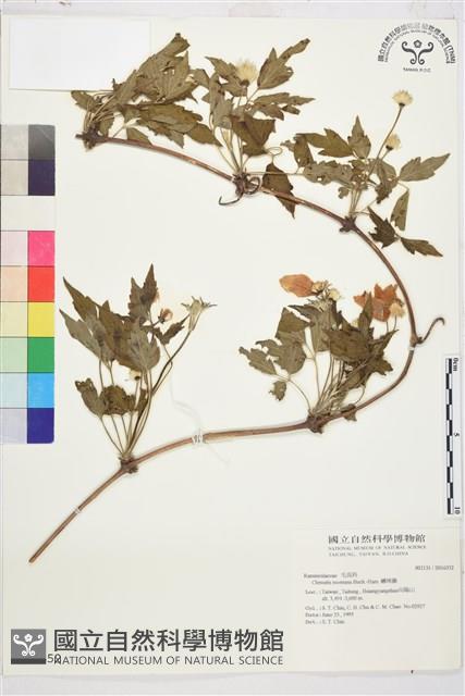 繡球藤藏品圖，第1張