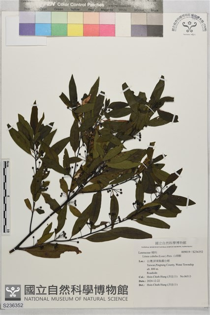 山胡椒藏品圖，第1張