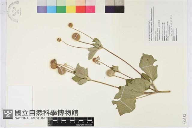 罌粟草玉梅、白頭翁藏品圖，第1張