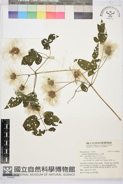 小木通藏品圖，第1張