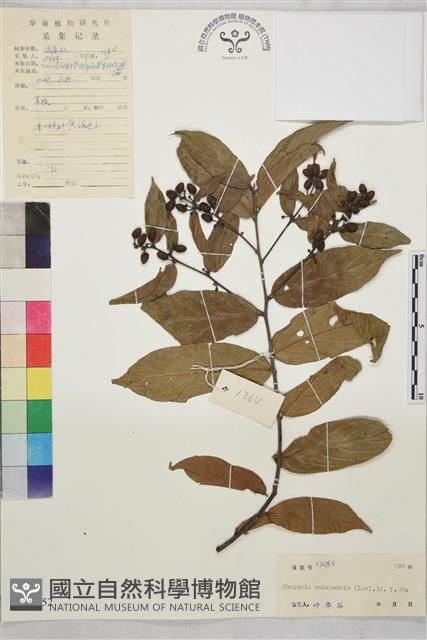 苞葉木藏品圖，第1張