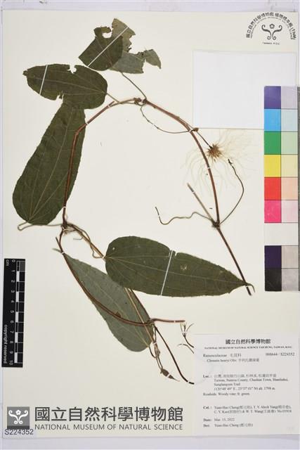 亨利氏鐵線蓮藏品圖，第1張