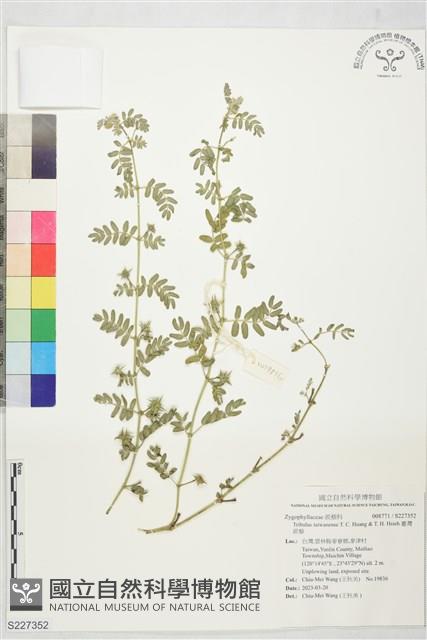 臺灣蒺藜藏品圖，第1張