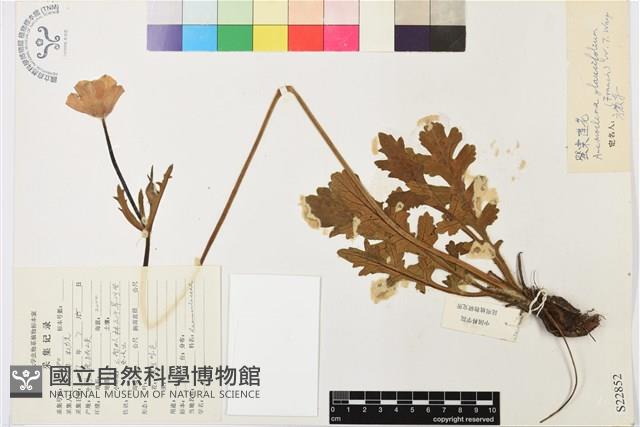 罌粟蓮花藏品圖，第1張