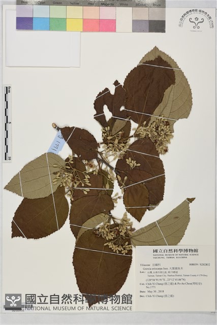大葉捕魚木藏品圖，第1張