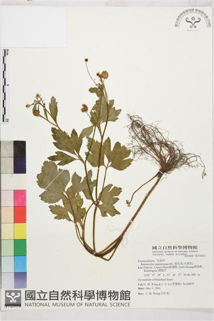 水辣菜、禺毛茛藏品圖，第1張