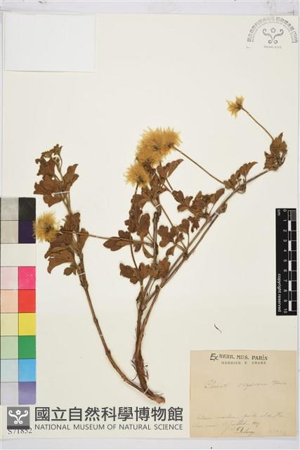 金毛鐵線蓮藏品圖，第1張