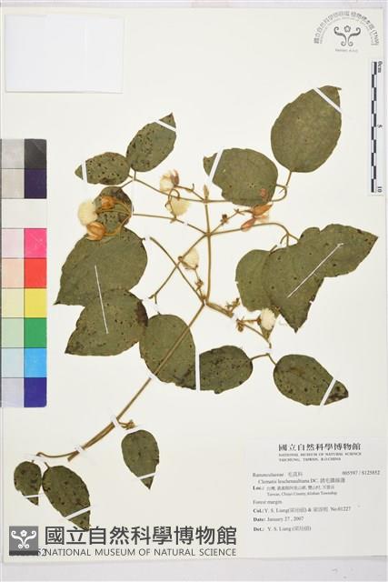 銹毛鐵線蓮藏品圖，第1張