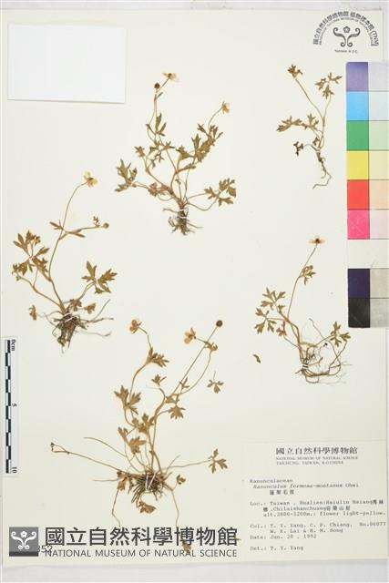 蓬萊毛茛藏品圖，第1張