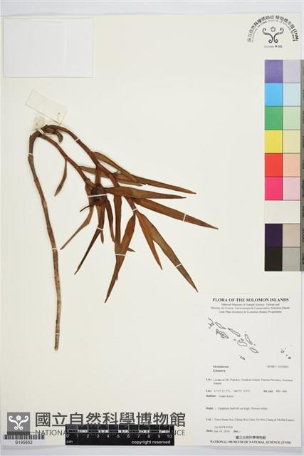 登錄號:S195852藏品圖，第1張