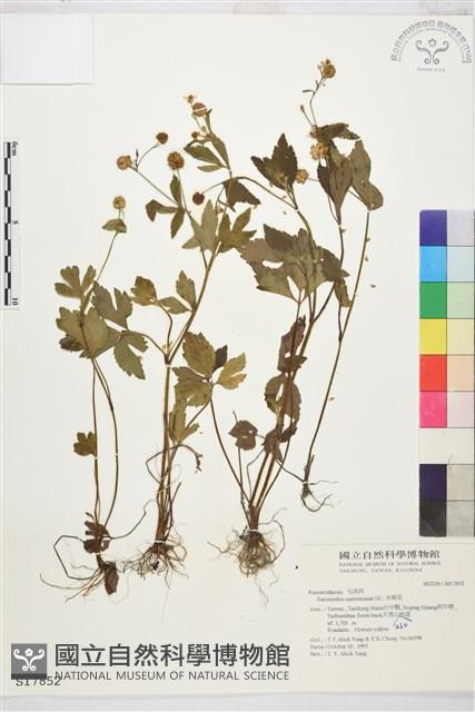 水辣菜、禺毛茛藏品圖，第1張