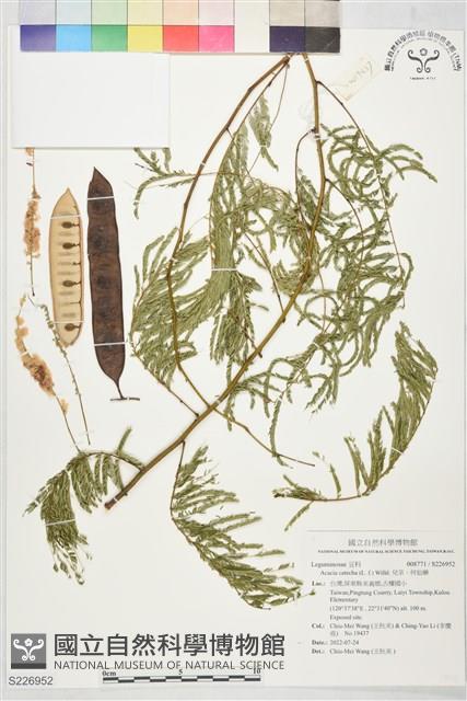 兒茶、何仙藥藏品圖，第1張