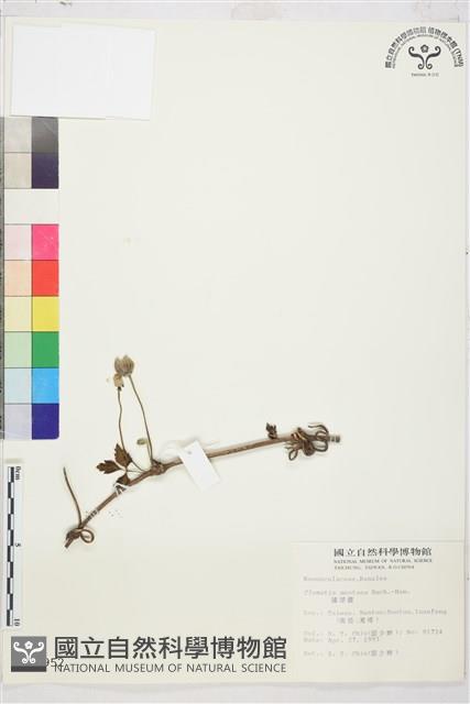 繡球藤藏品圖，第2張